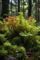 A lush cluster of vibrant moss and ferns in a serene forest setting. photo