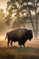 A bison stands majestically in a misty landscape at dawn, surrounded by trees. photo