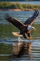 A majestic eagle swoops down to catch fish from a serene lake. photo