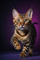 A Bengal cat running towards the camera, showcasing its striking features and fur pattern. photo