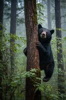 A black bear climbing a tree in a misty forest, showcasing wildlife in a natural habitat. photo