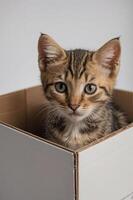 A playful kitten peeks out from a cardboard box, showcasing its curious expression. photo