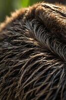 Close-up of textured fur showcasing intricate patterns and natural lighting. photo