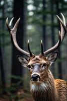 A close-up of a deer with impressive antlers in a forest setting. photo