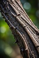Close-up of a textured tree trunk with thorns, showcasing natural details. photo