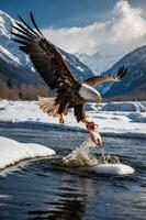An eagle catching a fish in a snowy landscape with mountains in the background. photo