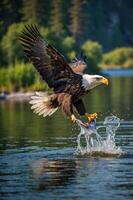 A bald eagle catching a fish in a serene river setting. photo