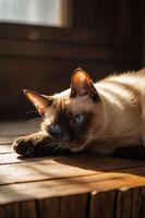 A serene Siamese cat resting on a wooden surface, illuminated by soft sunlight. photo