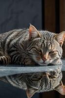 A relaxed tabby cat lying on a reflective surface, showcasing its sleek fur and calm demeanor. photo