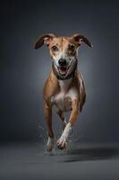 A joyful dog leaps through water, showcasing energy and playfulness in a studio setting. photo
