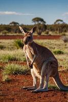 A kangaroo stands on the red earth in a vast Australian landscape under a clear sky. photo