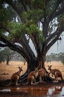 Four kangaroos sheltering under a large tree during rain in an Australian landscape. photo