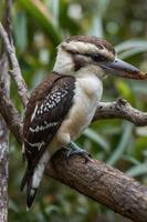 A kookaburra perched on a branch in a natural setting. photo