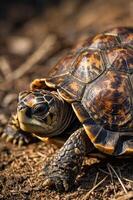 A close-up of a tortoise on the ground, showcasing its patterned shell and texture. photo