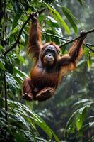 A playful orangutan hanging from a branch in a lush rainforest. photo