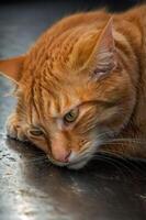 A close-up of a resting orange cat with a relaxed expression on a dark surface. photo