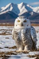 A snowy owl stands majestically in a snowy landscape with mountains in the background. photo