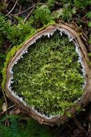 A cross-section of a tree trunk covered with vibrant green moss and white frost. photo