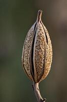 A close-up of a dried seed pod showcasing intricate natural patterns and textures. photo