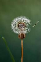 A close-up of a dandelion puff releasing seeds against a soft green background. photo