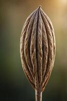 Close-up of a textured seed pod with intricate patterns and earthy tones. photo