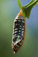 A close-up of a butterfly chrysalis hanging from a leaf, showcasing its intricate patterns. photo