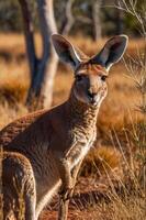 A kangaroo stands in a natural setting, showcasing its features in a dry, grassy landscape. photo