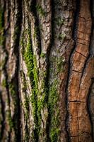Close-up of a tree bark with moss, showcasing natural textures and colors. photo