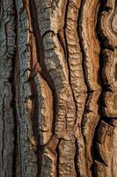 Close-up of a textured tree bark showcasing natural patterns and colors. photo