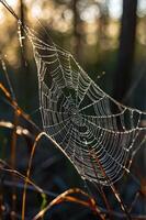 A close-up of a spider web glistening with dew in a natural setting. photo