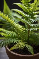 A close-up of lush green ferns in a pot, showcasing their intricate leaf patterns. photo
