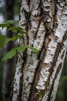 Close-up of a birch tree trunk showcasing its textured bark and green leaves. photo