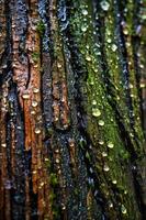 Close-up of textured tree bark with droplets of water and green moss. photo