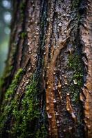 Close-up of a wet tree trunk with moss and droplets, showcasing nature's textures. photo