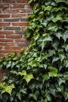 A wall covered with lush green ivy against a rustic brick background. photo