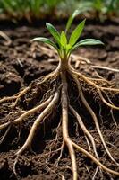 A close-up of a plant with visible roots in rich soil, showcasing growth and nature's resilience. photo