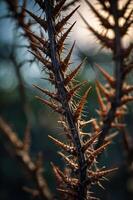 A close-up of a thorny plant showcasing sharp spikes against a blurred background. photo