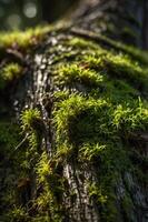 Close-up of moss covering a tree trunk, showcasing nature's textures and colors. photo
