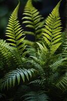 Lush green ferns with intricate leaf patterns against a dark background. photo