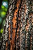 Close-up of a tree trunk showcasing its textured bark and natural colors. photo