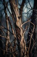 A close-up of a twisted tree trunk with intricate textures and dry branches in the background. photo