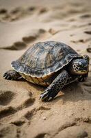 A tortoise resting on sandy terrain, showcasing its intricate shell patterns. photo
