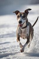 A joyful dog running through the snow, showcasing energy and playfulness in a winter setting. photo