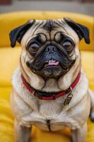 A close-up of a pug sitting on a yellow couch, displaying its expressive face. photo