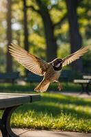 A bird in mid-flight above a park table, surrounded by lush greenery and soft sunlight. photo