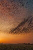 A stunning sunset with a flock of birds creating dynamic patterns in the sky. photo