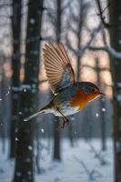 A robin in flight amidst snow-covered trees during sunset, capturing winter's serene beauty. photo
