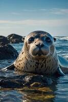 A close-up of a seal resting on rocks by the ocean, showcasing its features and environment. photo