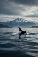 An orca breaches the water with a mountain backdrop under a cloudy sky. photo