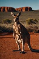 A kangaroo stands in a red desert landscape with distant rock formations under a clear sky. photo